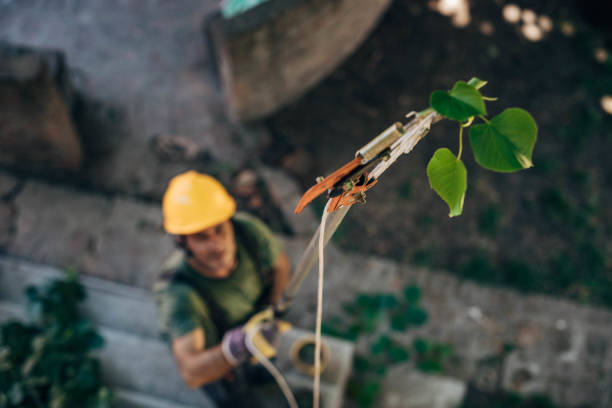 Best Tree Cutting Near Me  in Cayce, SC